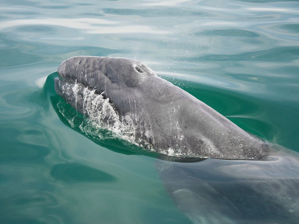 A baby gray whale poking its head above water.